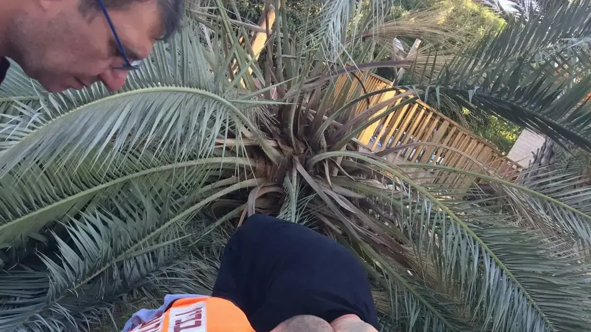 עץ שקרס בקיבוץ בחן שבשרון 18 בנובמבר 2019 עץ שקרס בקיבוץ בחן שבשרון 18 בנובמבר 2019