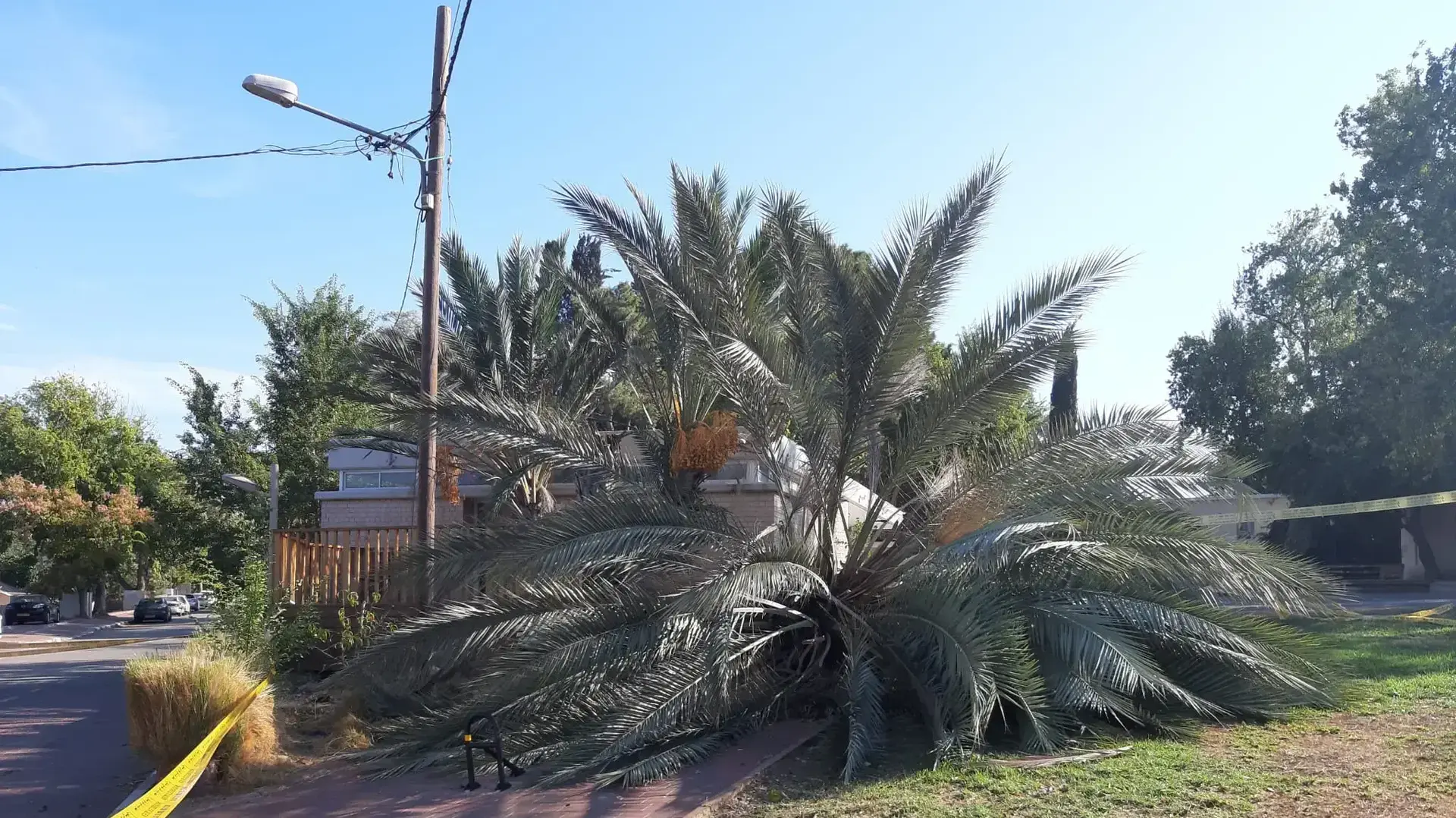 עץ שקרס בקיבוץ בחן שבשרון 18 בנובמבר 2019 עץ שקרס בקיבוץ בחן שבשרון 18 בנובמבר 2019
