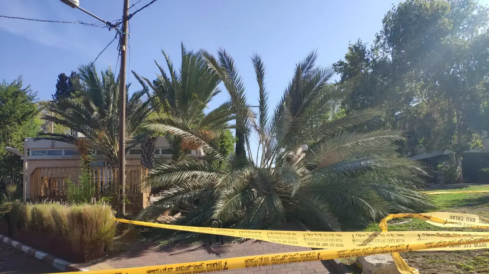 עץ שקרס בקיבוץ בחן שבשרון 18 בנובמבר 2019 עץ שקרס בקיבוץ בחן שבשרון 18 בנובמבר 2019