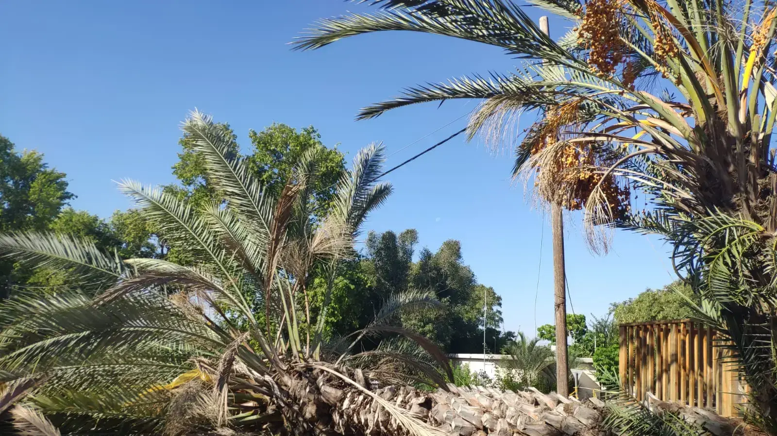 עץ שקרס בקיבוץ בחן שבשרון 18 בנובמבר 2019