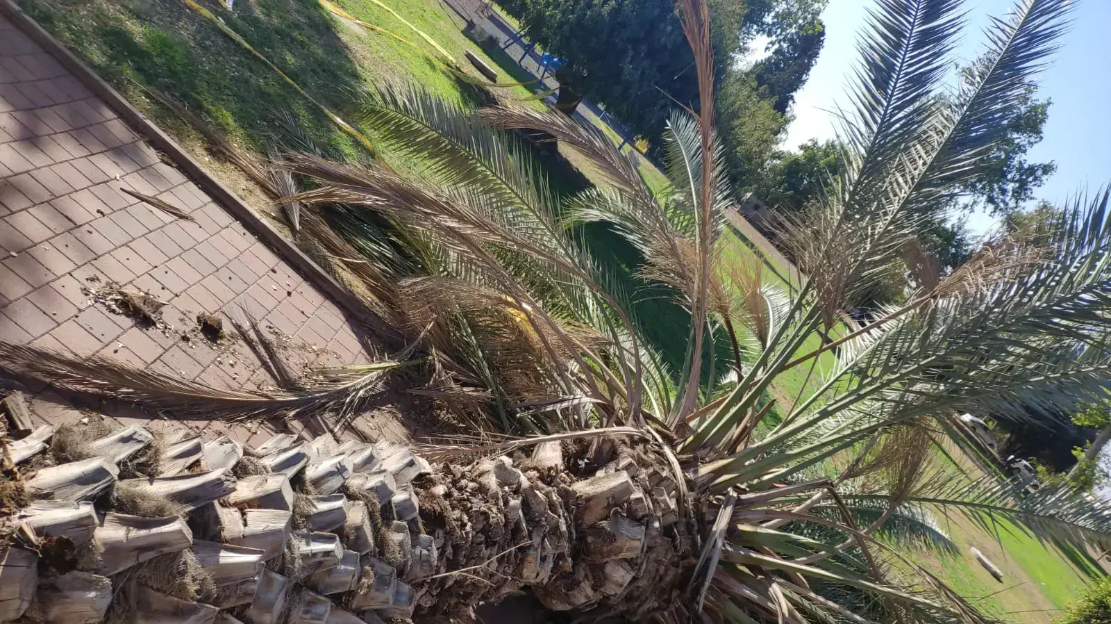 עץ שקרס בקיבוץ בחן שבשרון 18 בנובמבר 2019