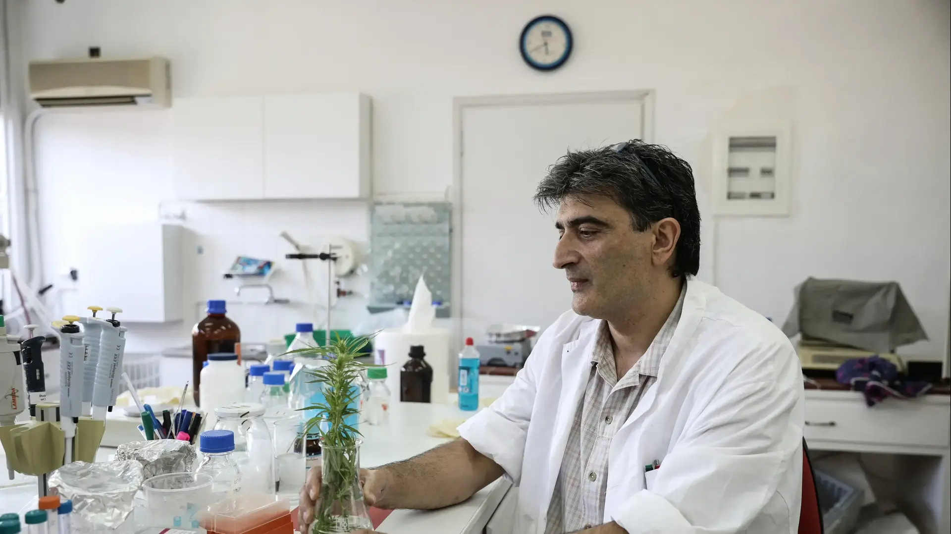 ד"ר קוסטאס יואנידס, 49, מבצע בדיקה בדגימה של צמח קנאביס רפואי בארגון החקלאי היווני "Demetra" באתונה, יוון, 2 בספטמבר 2019. ד"ר קוסטאס יואנידס, 49, מבצע בדיקה בדגימה של צמח קנאביס רפואי בארגון החקלאי היווני "Demetra" באתונה, יוון, 2 בספטמבר 2019.