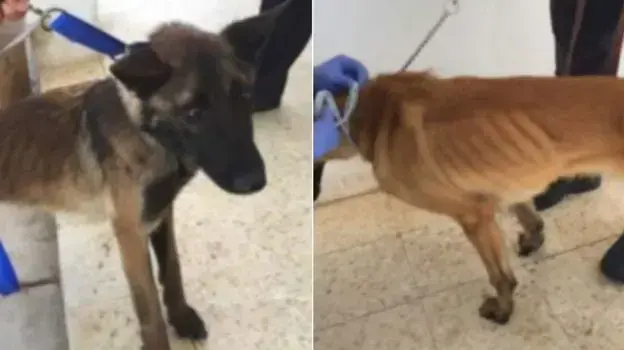 כלבים של צבא ארה"ב שסבלו מתת-תזונה אחרי שנשלחו לירדן ולמצרים כלבים של צבא ארה"ב שסבלו מתת-תזונה אחרי שנשלחו לירדן ולמצרים
