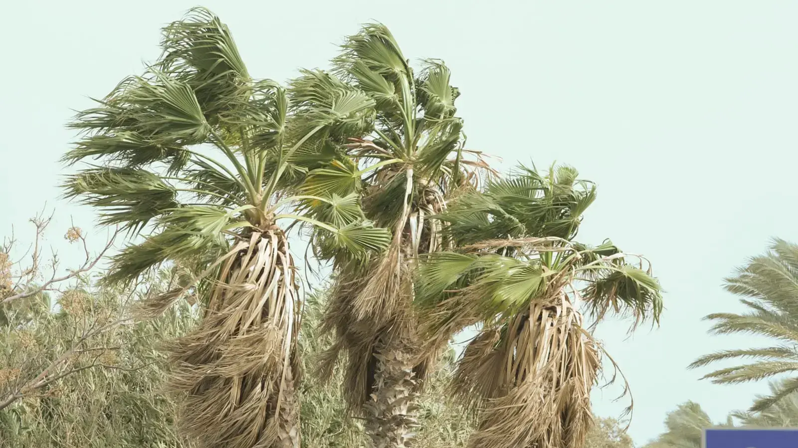 מזג אויר חורפי בהרצליה 25 בדצמבר 2019 מזג אויר חורפי בהרצליה 25 בדצמבר 2019
