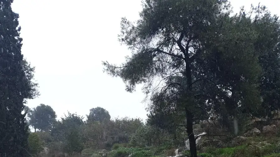 יובל של נחל מזרע היורש מהרי נצרת , רזות ניקוז ונחלים קישון, 5 בינואר 2020 יובל של נחל מזרע היורש מהרי נצרת , רזות ניקוז ונחלים קישון, 5 בינואר 2020