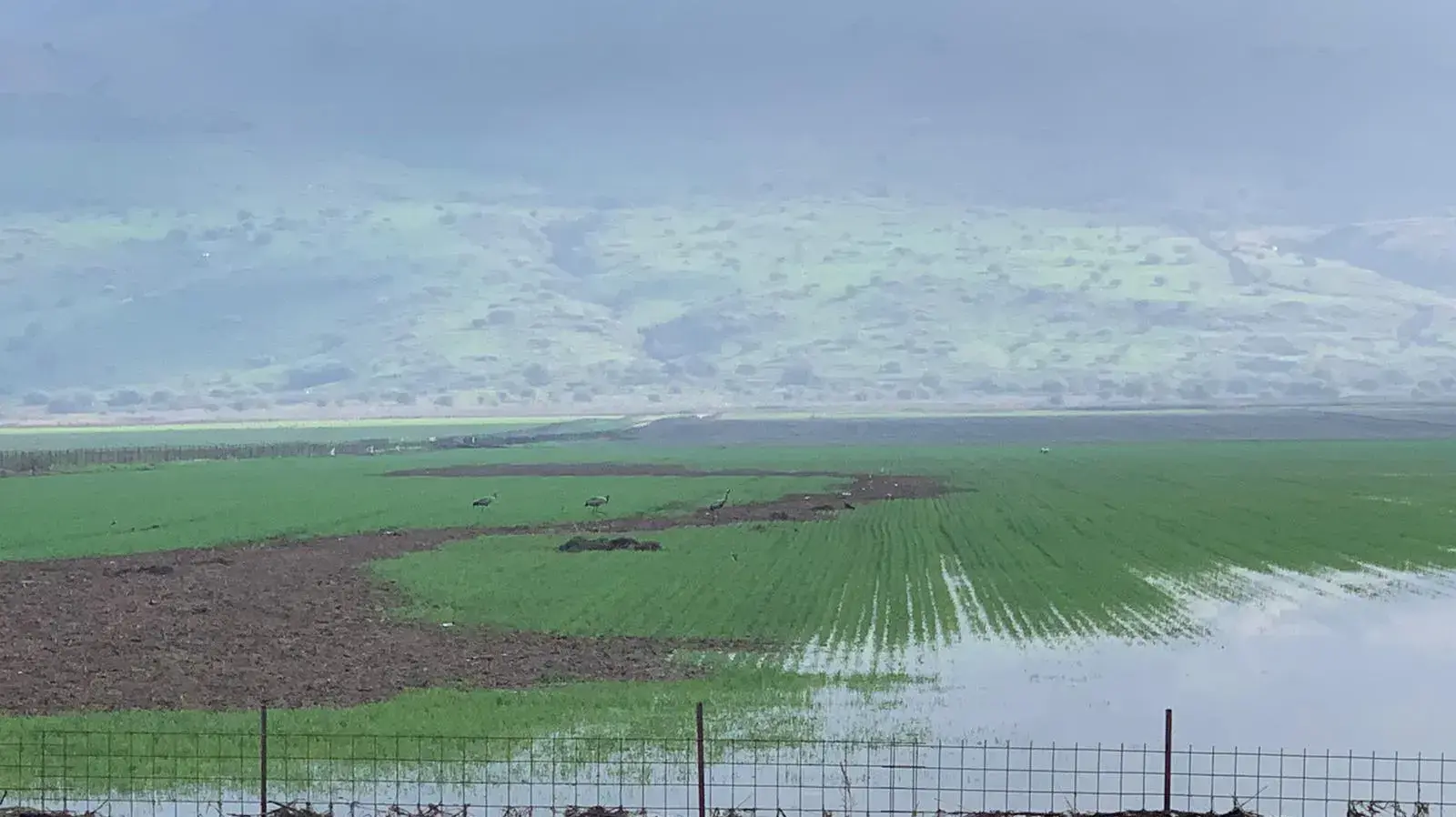 הצפות בעמק החולה, היום שאחרי (2020\01\10) הצפות בעמק החולה, היום שאחרי (2020\01\10)