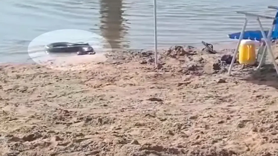 נחש אנקונדה יוצא מהים בחוף בארגנטינה