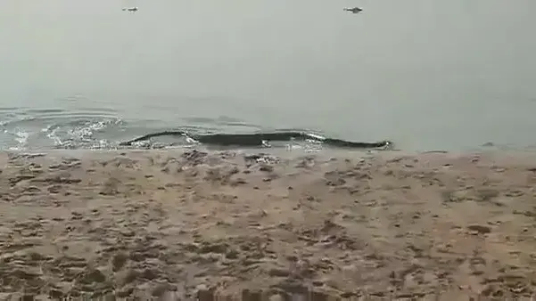 נחש אנקונדה ענק נצפה בחוף בארגנטינה נחש אנקונדה ענק נצפה בחוף בארגנטינה
