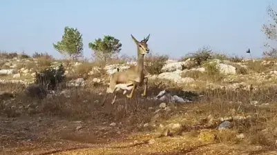 צבי ארץ ישראלי בנחל כפירה צבי ארץ ישראלי בנחל כפירה