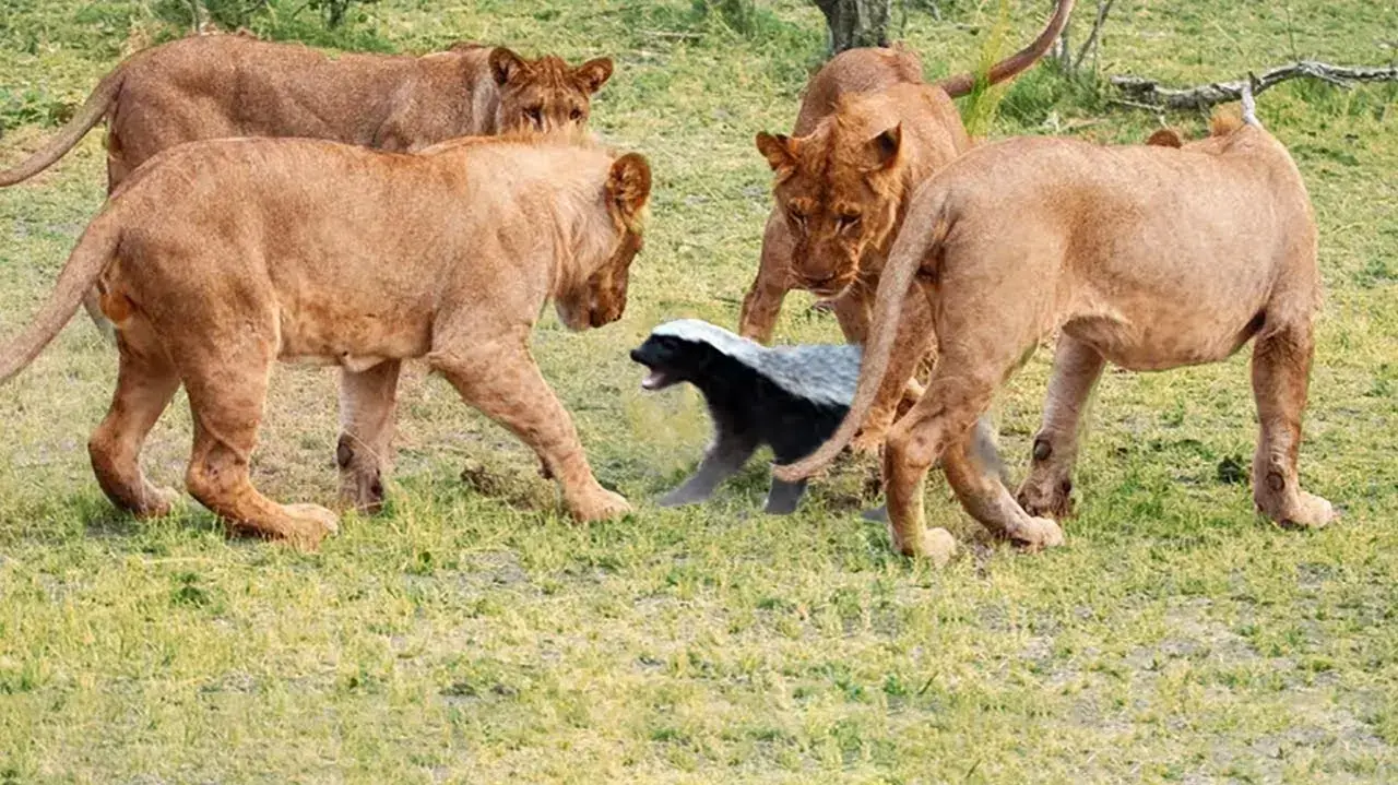 לביאות מול גירית דבש