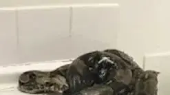 נחש חנק נחש חנק