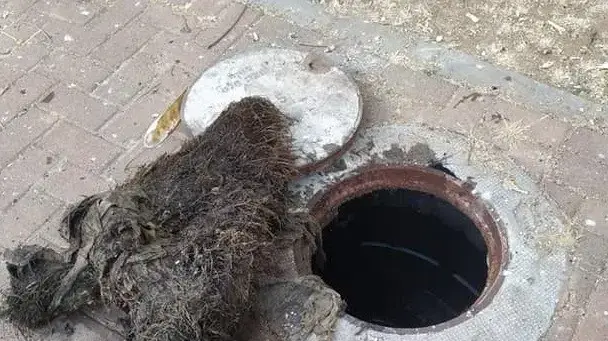 שורשים בביוב שורשים בביוב