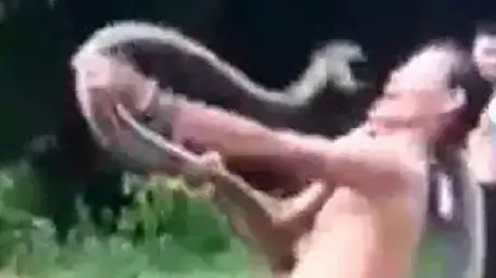 נחש פתן הורג אדם שניסה להפנט אותו