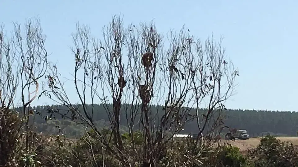 אוסטרליה: עשרות קואלות נהרגו בויקטוריה בעקבות קציר נרחב של חורשות 
אקליפטוס בהיר קליפה- מקור מזון, שתייה, ובית גידול מרכזי לקואלות