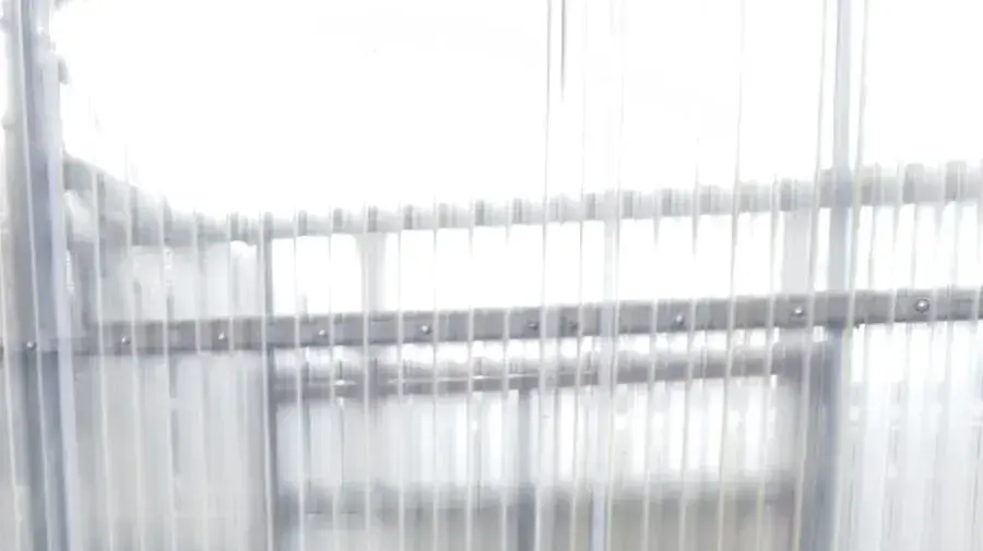30 צאצאי 'ברוש המדינה', שקרס לפני שנתיים, יינטעו בקיבוץ דגניה א' 30 צאצאי 'ברוש המדינה', שקרס לפני שנתיים, יינטעו בקיבוץ דגניה א'