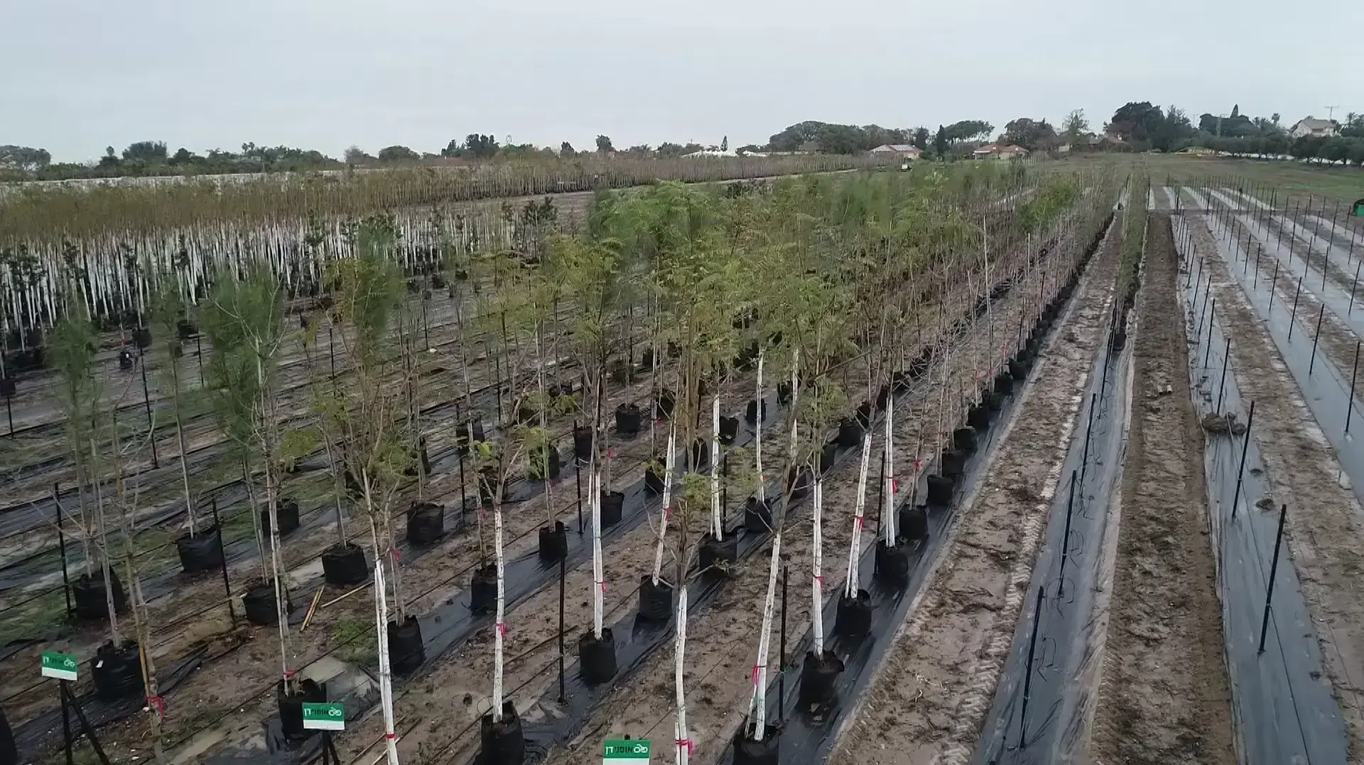 חברת נתיבי איילון תשתול 11,000 עצים חדשים שיעניקו צל טבעי לאורך 100 קילומטר של שבילי אופניים במטרופולין תל אביב חברת נתיבי איילון תשתול 11,000 עצים חדשים שיעניקו צל טבעי לאורך 100 קילומטר של שבילי אופניים במטרופולין תל אביב