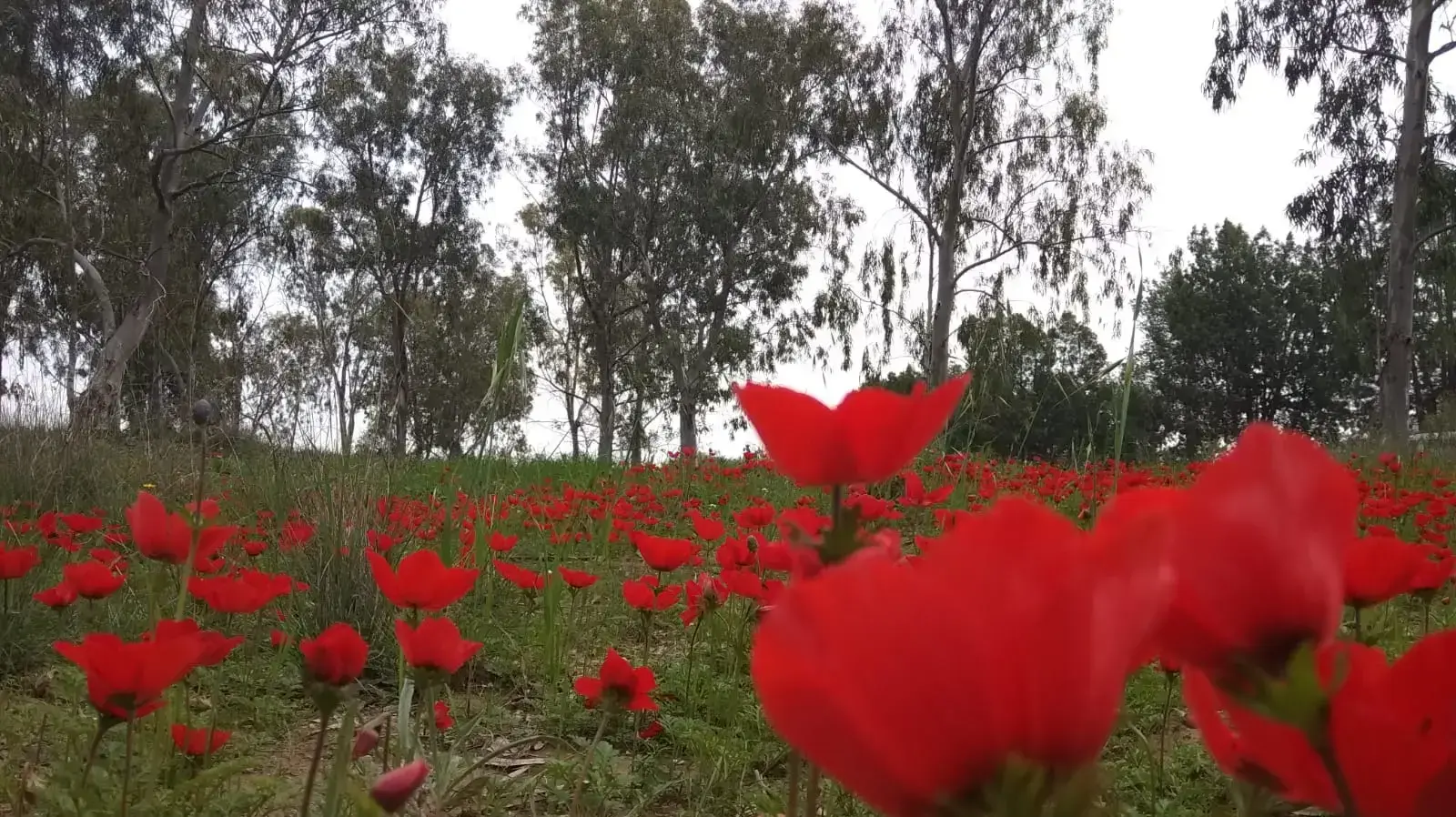 כלניות ב"דרום אדום" ביער סעד שבעוטף עזה. 14 בפברואר 2020 כלניות ב"דרום אדום" ביער סעד שבעוטף עזה. 14 בפברואר 2020
