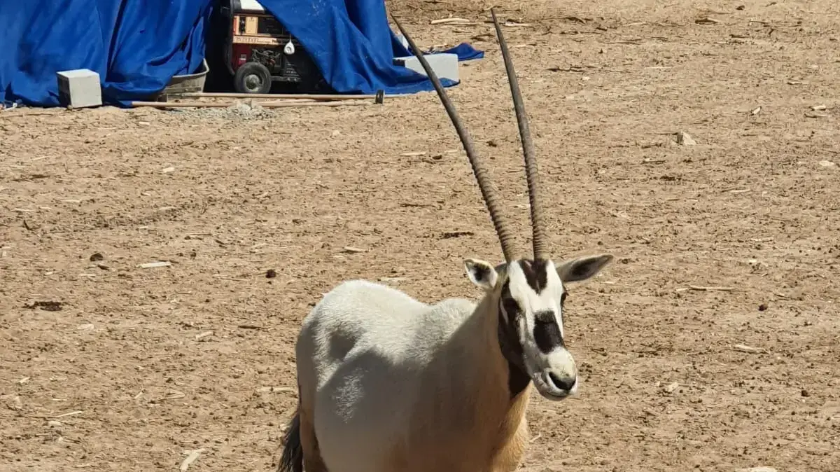 תיעוד רגעיו הראשונים של עגל שנולד לראם הלבן בשמורת הטבע חי בר יוטבתה, 15 בפברואר 2020