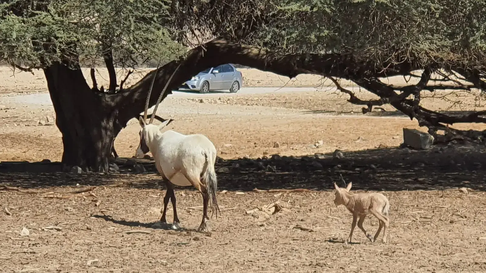 תיעוד רגעיו הראשונים של עגל שנולד לראם הלבן בשמורת הטבע חי בר יוטבתה, 15 בפברואר 2020 תיעוד רגעיו הראשונים של עגל שנולד לראם הלבן בשמורת הטבע חי בר יוטבתה, 15 בפברואר 2020