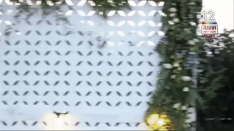 דובי רצה לחופה דובי רצה לחופה