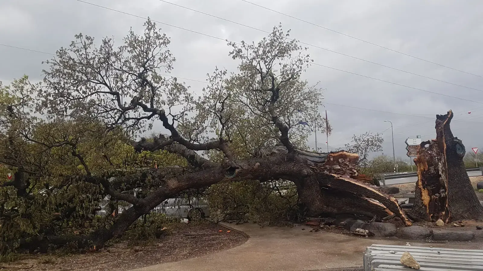 עץ אלון עתיק בן 450 שנה קרס בצומת חורשת טל בעקבות הרוחות החזקות . 13 במרץ 2020 עץ אלון עתיק בן 450 שנה קרס בצומת חורשת טל בעקבות הרוחות החזקות . 13 במרץ 2020