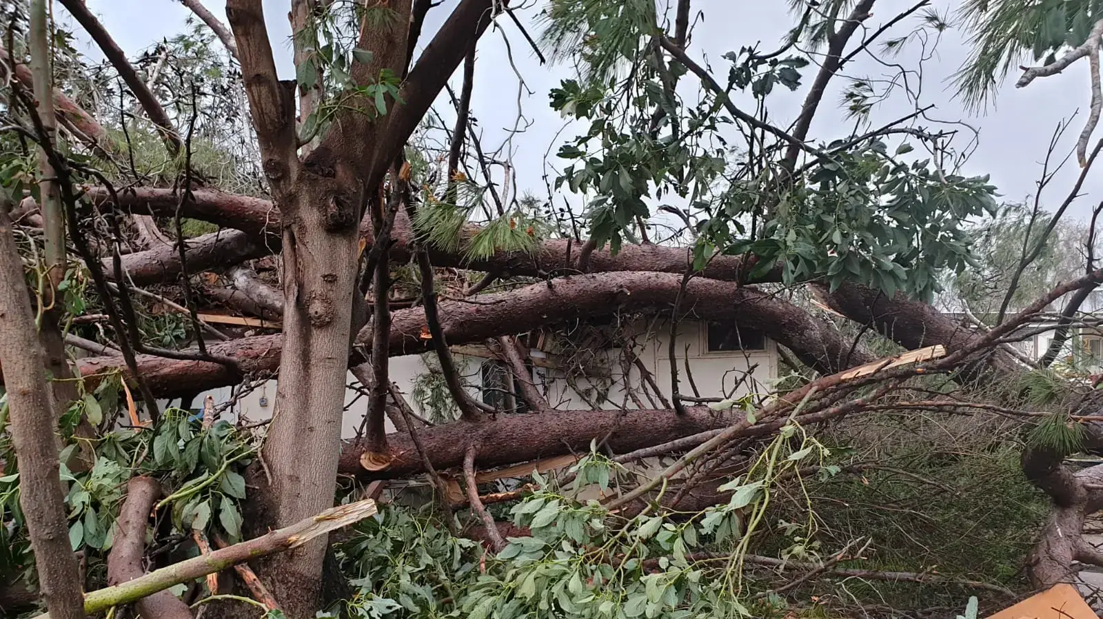 קריסת עצים ונזקים לרכוש בעקבות הסופה, קיבוץ דן שבגליל העליון. 13 במרץ 2020 קריסת עצים ונזקים לרכוש בעקבות הסופה, קיבוץ דן שבגליל העליון. 13 במרץ 2020
