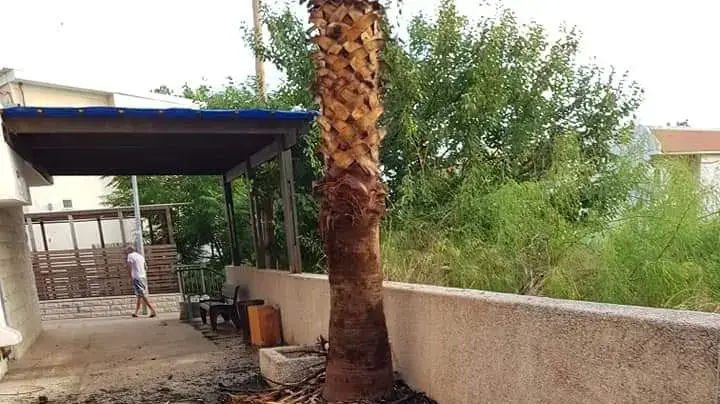 הצתות בנשר הצתות בנשר