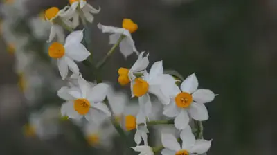 נרקיסים נרקיס בהרי ירושלים נרקיסים נרקיס בהרי ירושלים