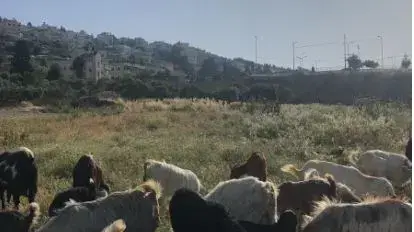 גיוס כבשים לצורך מניעת שריפות ביערות ובשטחים פתוחים ברחבי ירושלים 19 במאי 2020 גיוס כבשים לצורך מניעת שריפות ביערות ובשטחים פתוחים ברחבי ירושלים 19 במאי 2020