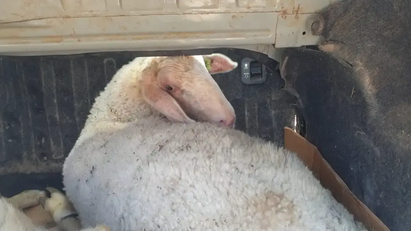 האחראי על דיר הכבשים של קיבוץ עין חרוד איחוד נאשם כי גנב מהדיר 7 כבשים ו-15 שקי מזון. שווי הגניבות: כ-20 אלף שקל. 26 במאי 2020 האחראי על דיר הכבשים של קיבוץ עין חרוד איחוד נאשם כי גנב מהדיר 7 כבשים ו-15 שקי מזון. שווי הגניבות: כ-20 אלף שקל. 26 במאי 2020