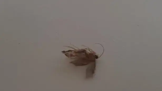 עש נתקע לבחור באוזן עש נתקע לבחור באוזן