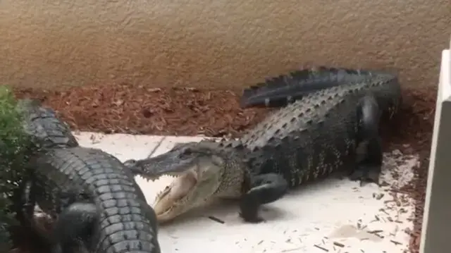 קרב תנינים בחצר אחורית