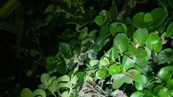 האמל"ח שנתפס אצל האחים מאום אל-פחם האמל"ח שנתפס אצל האחים מאום אל-פחם