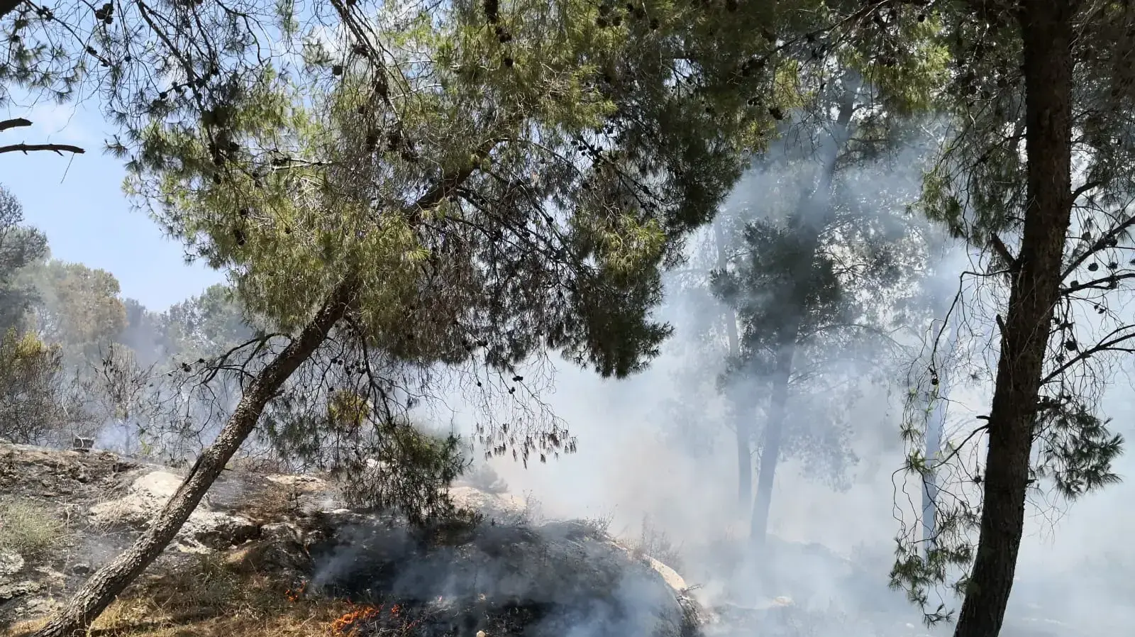 שריפת חורש ביער טנטור שבגליל המערבי. 5 ביוני 2020 שריפת חורש ביער טנטור שבגליל המערבי. 5 ביוני 2020