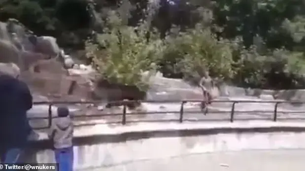 פולין: שיכור ניסה להטביע דובה פולין: שיכור ניסה להטביע דובה