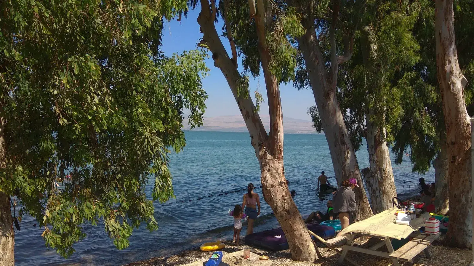 חוף רותם שיזף בכנרת חוף רותם שיזף בכנרת