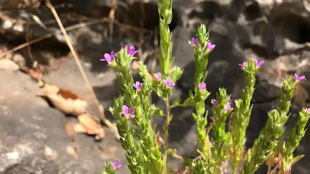 שנית נטופה שנית נטופה