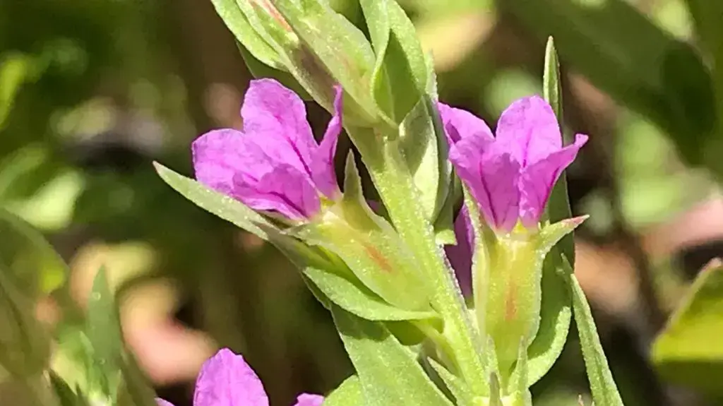 שנית נטופה