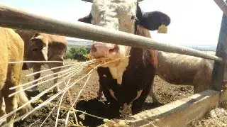 האכלת פרות בקינואה האכלת פרות בקינואה