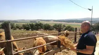 האכלת פרות בקינואה האכלת פרות בקינואה