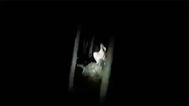 פולין: דמות מסתורית התגלתה באמצע הלילה ביער פולין: דמות מסתורית התגלתה באמצע הלילה ביער