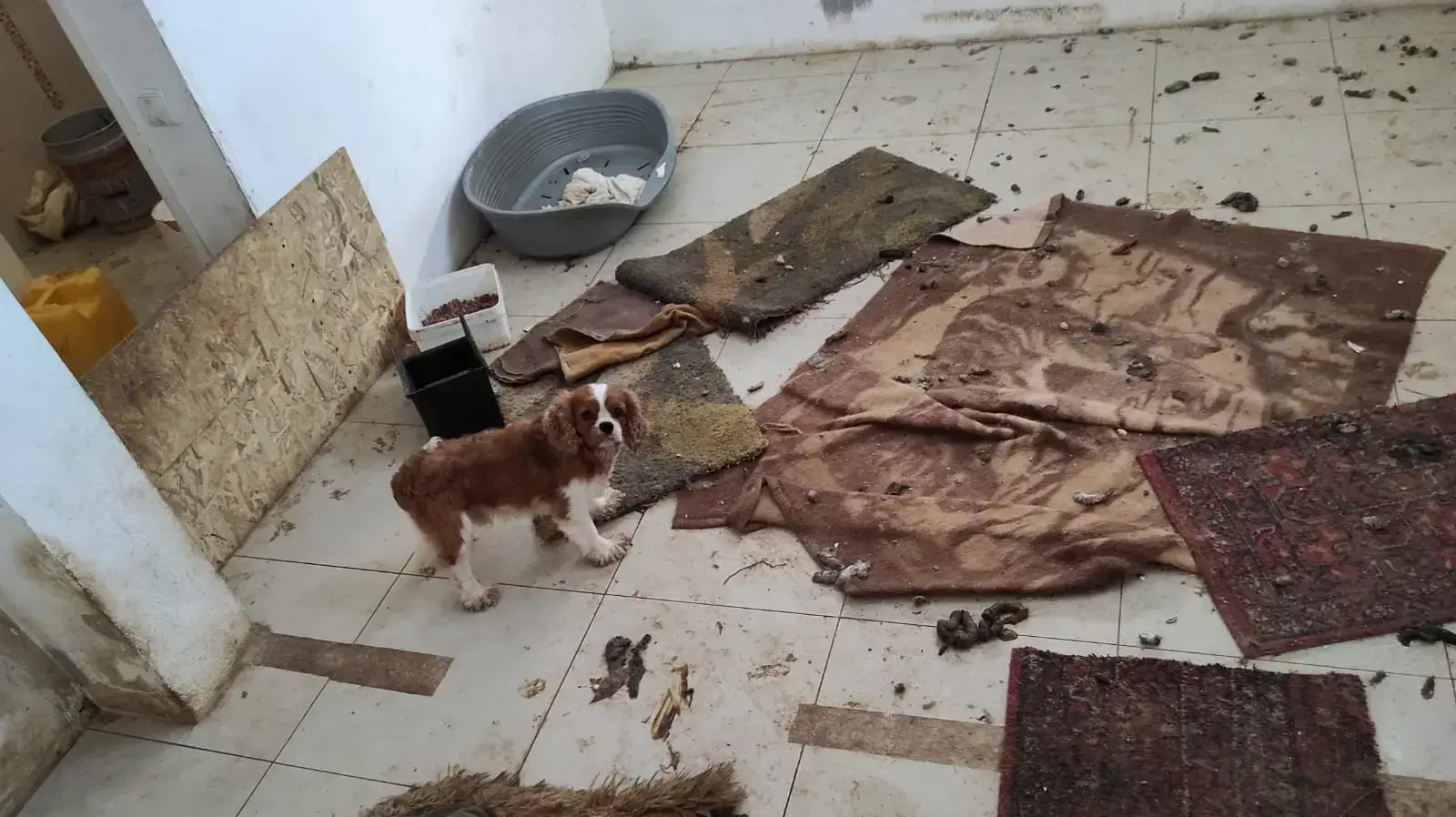 מפקחי משרד החקלאות בשיתוף משטרת ישראל חשפו בית גידול פיראטי להרבעת כלבים ולמכירתם מפקחי משרד החקלאות בשיתוף משטרת ישראל חשפו בית גידול פיראטי להרבעת כלבים ולמכירתם