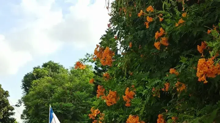 חגי קמחי צועד מקיסריה לירושלים חגי קמחי צועד מקיסריה לירושלים