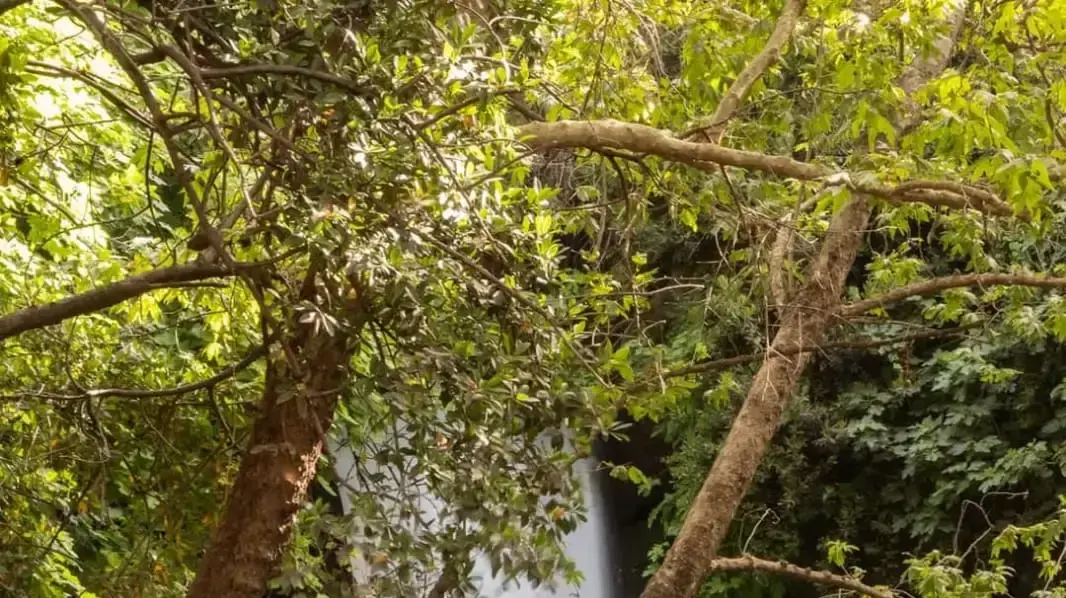 מטיילים במפל הבניאס. 25 ביולי 2020 מטיילים במפל הבניאס. 25 ביולי 2020