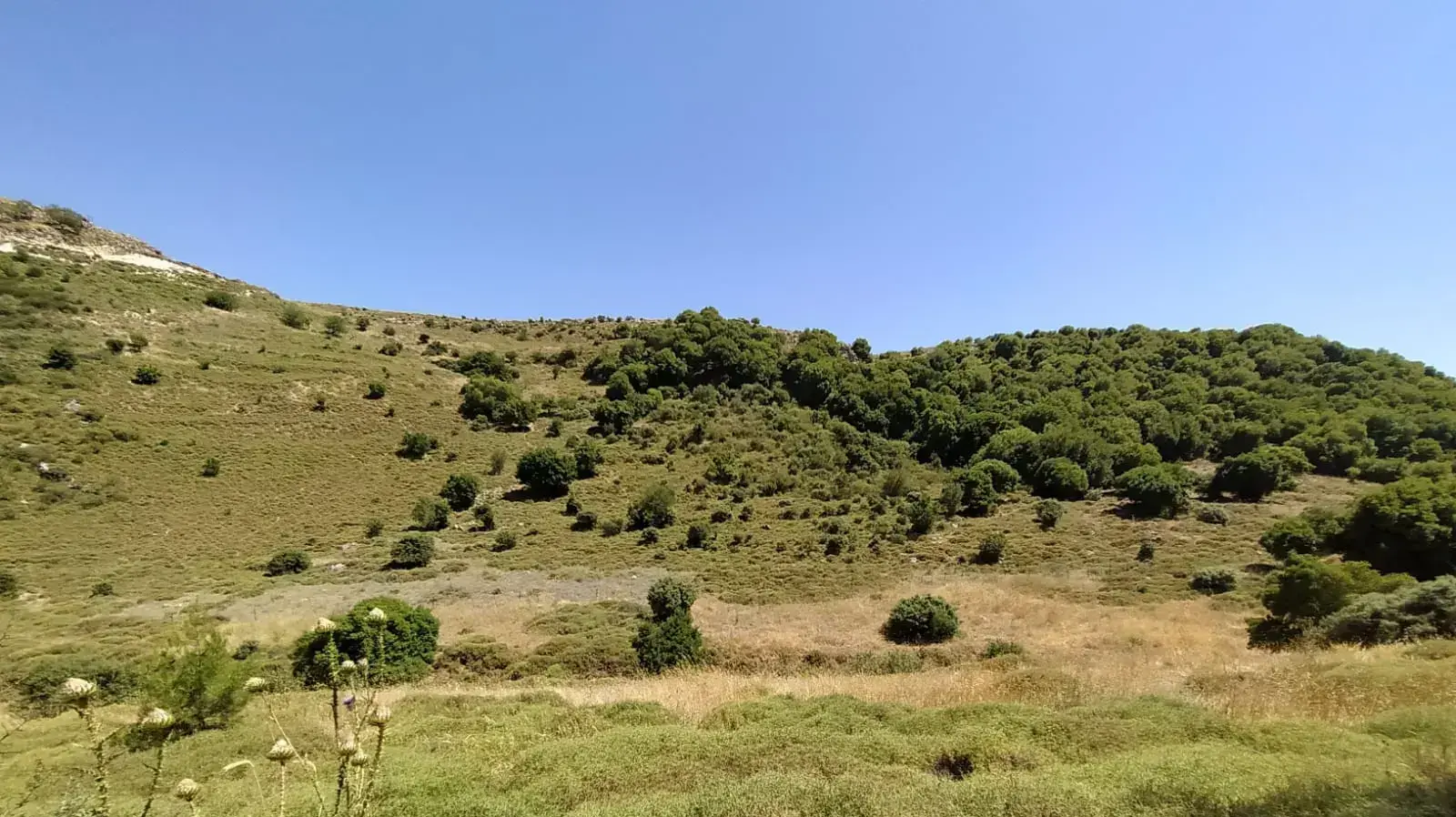 נחל צבעון