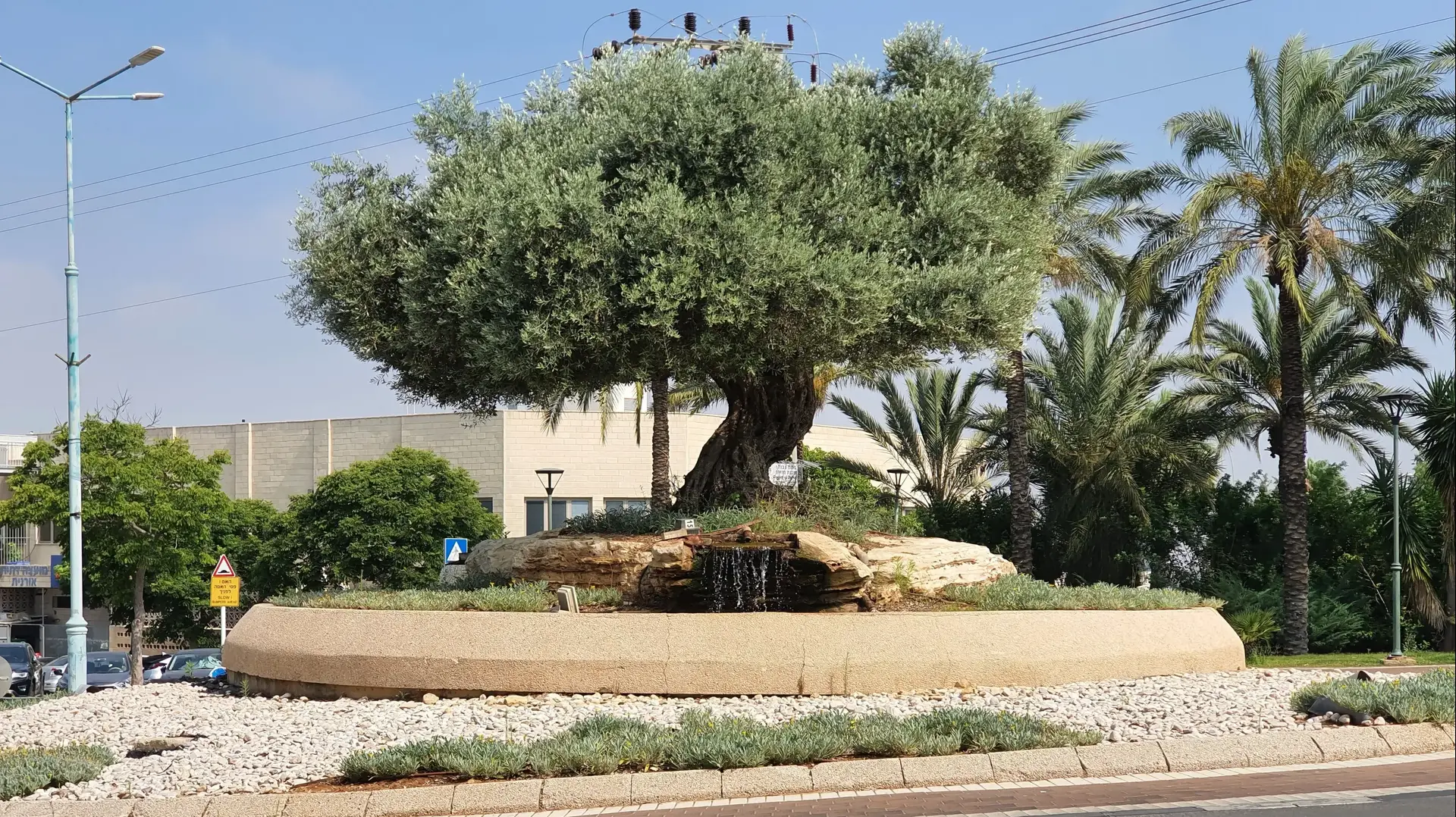 מעגל תנועה עם עץ זית מעגל תנועה עם עץ זית