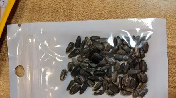 חבילות זרעים מסתוריות נשלחו לארה"ב ובריטניה חבילות זרעים מסתוריות נשלחו לארה"ב ובריטניה