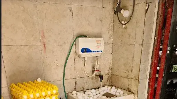 ביצים שטופות שנמצאו בלול בצפון הארץ, 4 באוגוסט 2020
