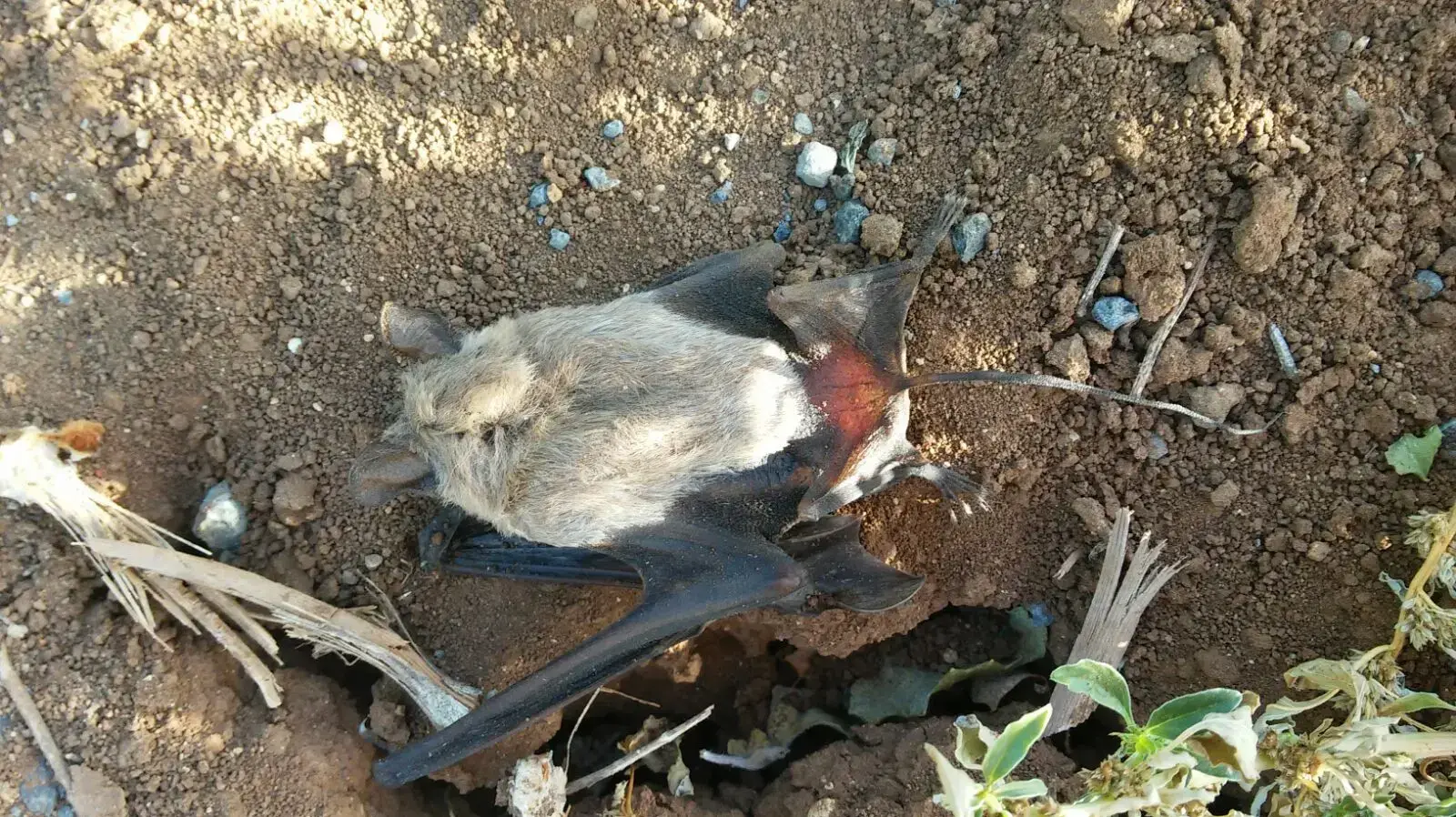 יזנוב גדול שנפגע מלהבי טורבינות הרוח ברמת סירין יזנוב גדול שנפגע מלהבי טורבינות הרוח ברמת סירין