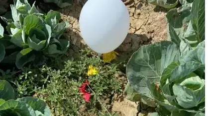 שריפות בעקבות שיגור בלוני תבערה לניר משה 10 באוגוסט 2020 שריפות בעקבות שיגור בלוני תבערה לניר משה 10 באוגוסט 2020